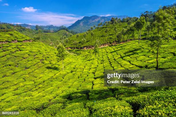 tea plantations in the surroundings of munnar, kerala, india - munnar photos et images de collection