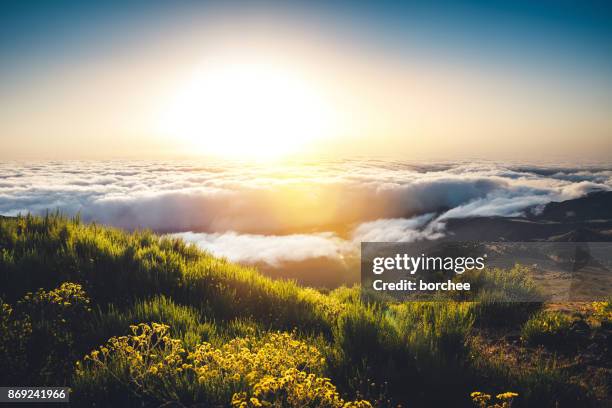 sonnenaufgang auf dem pico de arieiro auf madeira - madeira flowers stock-fotos und bilder