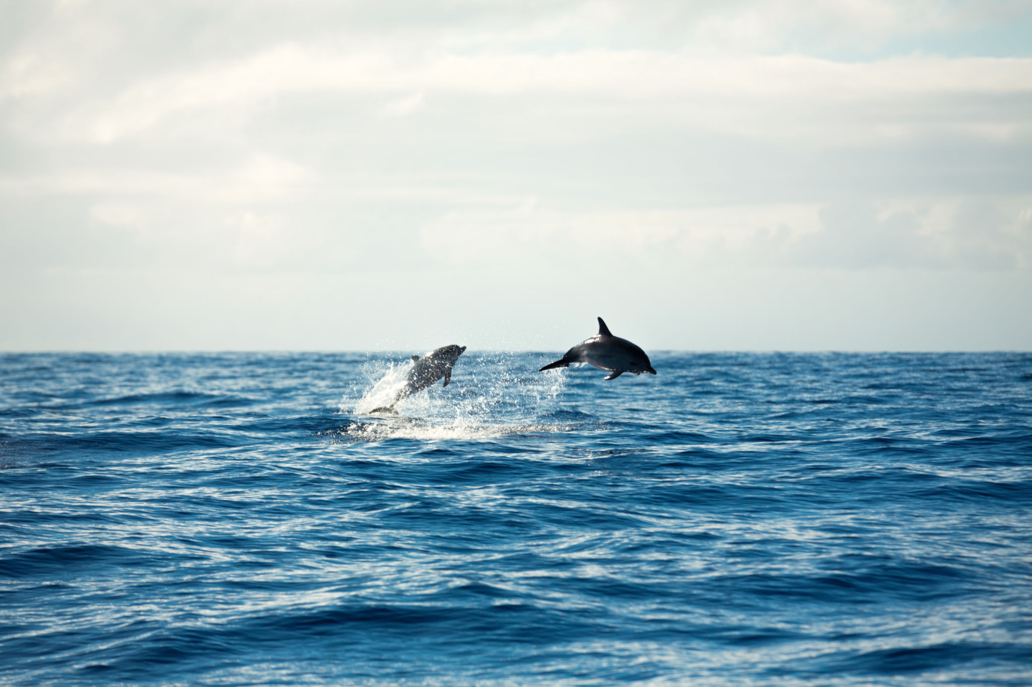 dolphins sea