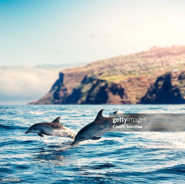 insel madeira-delfine - delphine stock-fotos und bilder