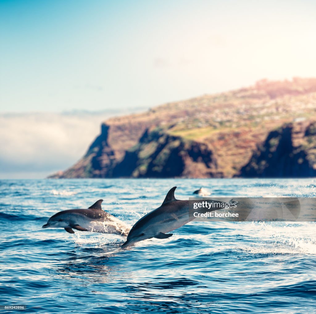 Madeira Island Dolphins