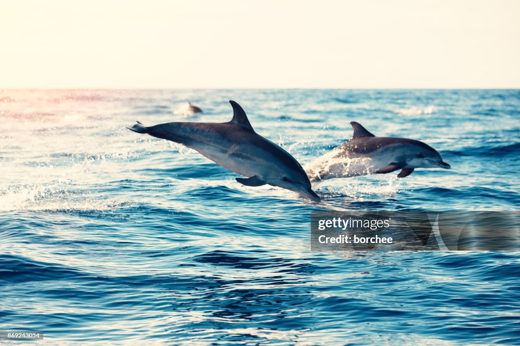 Dolfijnen springen uit de zee
