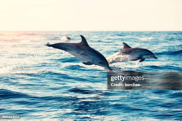dolfijnen springen uit de zee - gewone dolfijn stockfoto's en -beelden