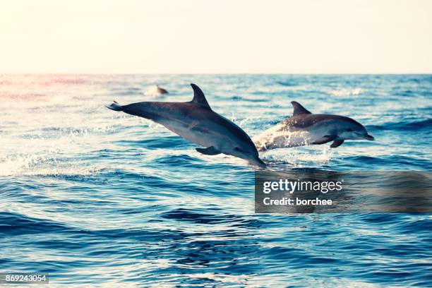 dolfijnen springen uit de zee - zeedieren stockfoto's en -beelden