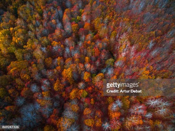 aerial picture taking with drone flying over a stunning carpet forest with autumn colors in the montseny nature reserve close to barcelona city during day trip. - farbe ändern stock-fotos und bilder