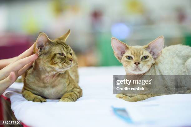 two devon rex cats - devon rex stock pictures, royalty-free photos & images