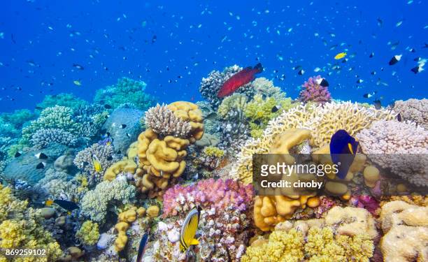 vida de mar en el hermoso arrecife de coral con gran cantidad de peces tropicales en egipto mar rojo - marsa alam- - grouper fotografías e imágenes de stock