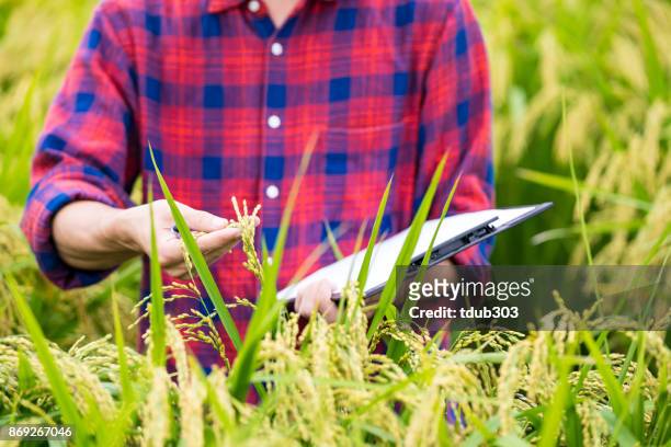 a farmer collecting agricultural data in a rice crop - agricultural policy stock pictures, royalty-free photos & images