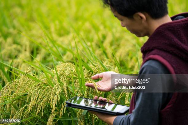 un agricoltore che raccoglie dati agricoli con una tavoletta digitale in una coltura di riso - japan agriculture foto e immagini stock