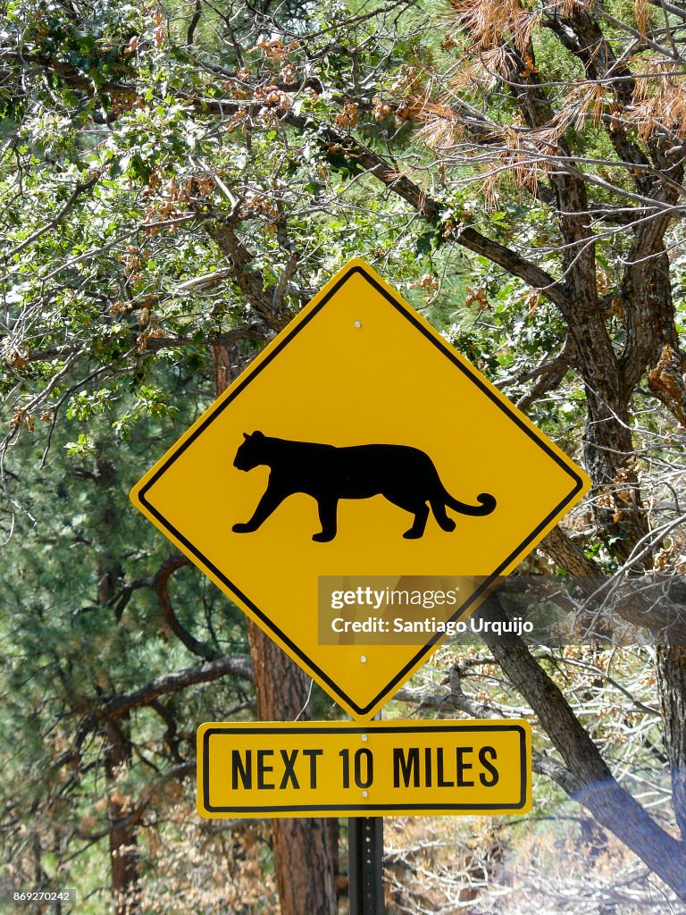 Panther road sign