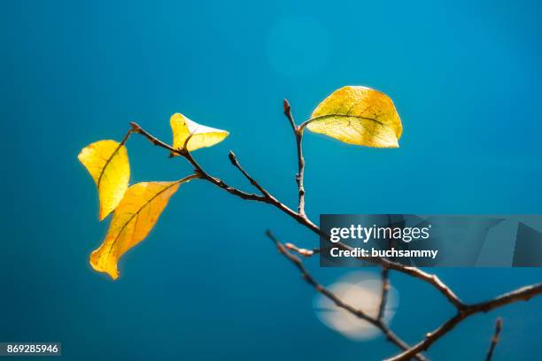 herbstlaub - herbstlaub stock pictures, royalty-free photos & images