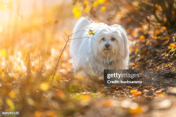 herbstliche umgebung - havanese stock pictures, royalty-free photos & images