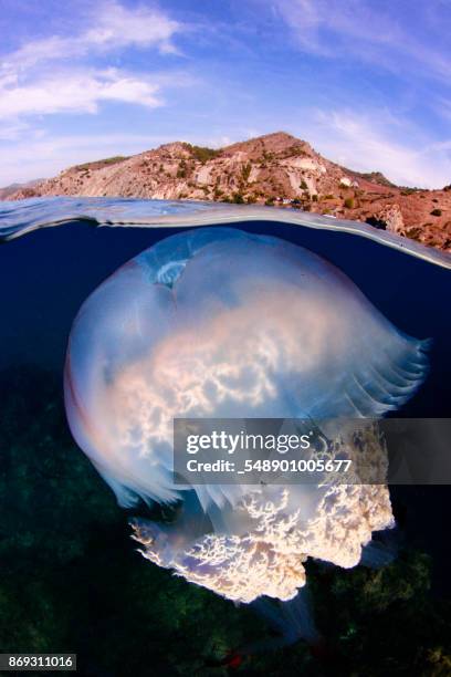 split with jellyfish - méduse pélagique photos et images de collection