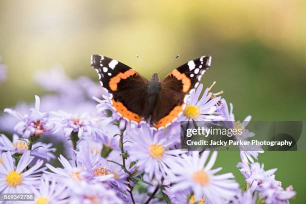 red admiral butterfly collecting pollen from autumn aster flowers - aster stock pictures, royalty-free photos & images