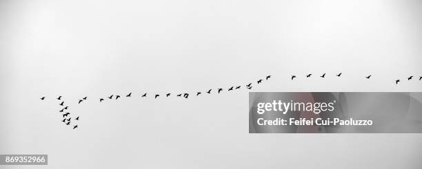 large group of geese flying through sayre, oklahoma, usa - goose bird stock pictures, royalty-free photos & images
