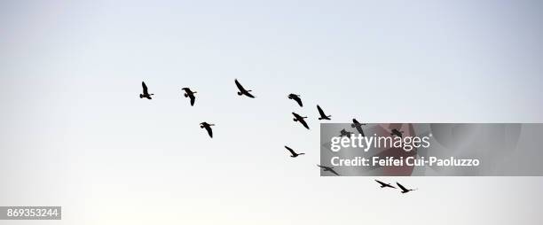 large group of geese flying through coquille, oregon, usa - vogelzwerm stockfoto's en -beelden