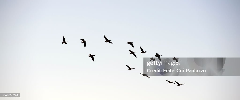 Large group of geese flying through Coquille, Oregon, USA