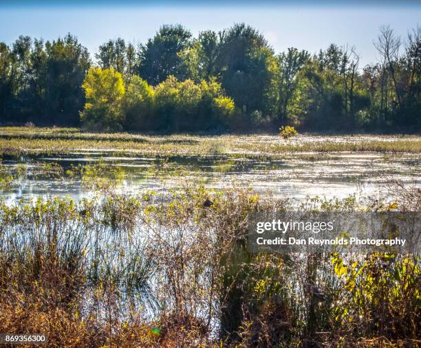 wetland marsh at sunset - algae pond stock pictures, royalty-free photos & images