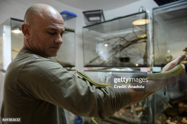 Neven Vrbanic holds a Baronii Green Racer snake at his house, Zagreb, Croatia on November 02, 2017. Neven Vrbanic is a Croatian snake collector with...