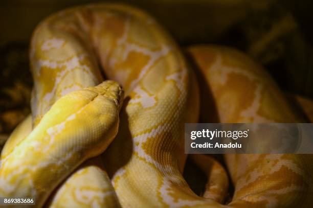 Black Mamba Snake Photos and Premium High Res Pictures - Getty Images