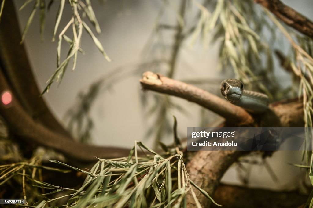 Neven Vrbanic a Croatian snake collector