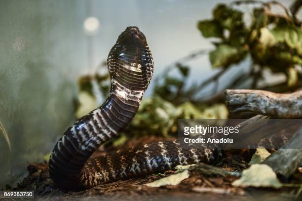 King Cobra is seen at Neven Vrbanic snake collection, Zagreb, Croatia on November 02, 2017. Neven Vrbanic is a Croatian snake collector with one of...