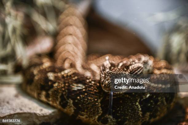 Berg Adder is seen at Neven Vrbanic snake collection, Zagreb, Croatia on November 02, 2017. Neven Vrbanic is a Croatian snake collector with one of...