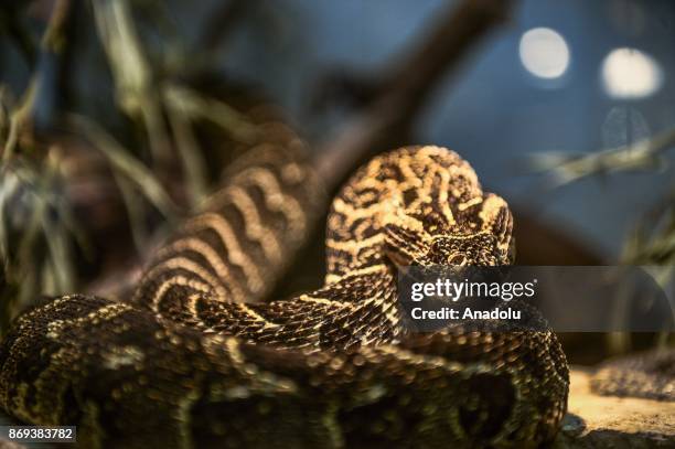 Berg Adder is seen at Neven Vrbanic snake collection, Zagreb, Croatia on November 02, 2017. Neven Vrbanic is a Croatian snake collector with one of...