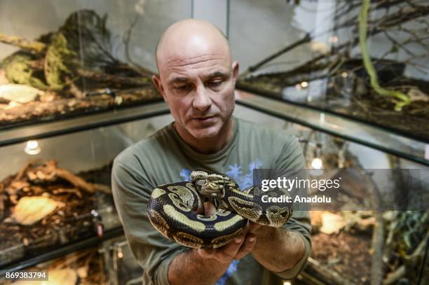 Neven Vrbanic poses for a picture holding a royal piton at his house, Zagreb, Croatia on November 02, 2017. Neven Vrbanic is a Croatian snake...