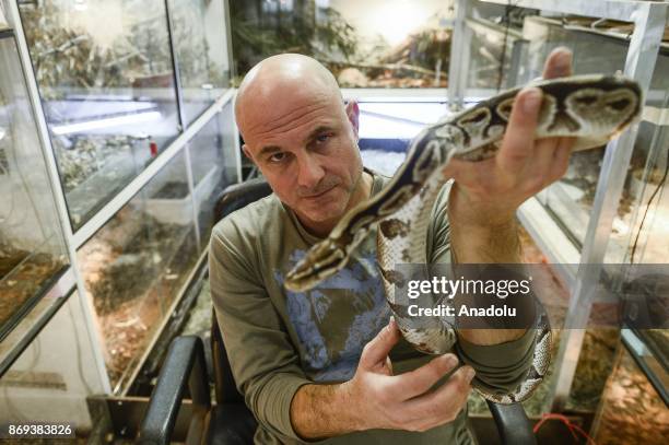 Neven Vrbanic poses for a picture holding a royal piton at his house, Zagreb, Croatia on November 02, 2017. Neven Vrbanic is a Croatian snake...