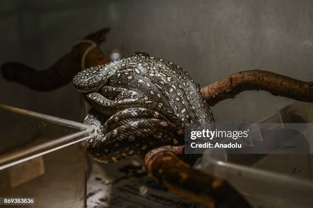 Kenyan sand boa is seen at Neven Vrbanic snake collection, Zagreb, Croatia on November 02, 2017. Neven Vrbanic is a Croatian snake collector with one...