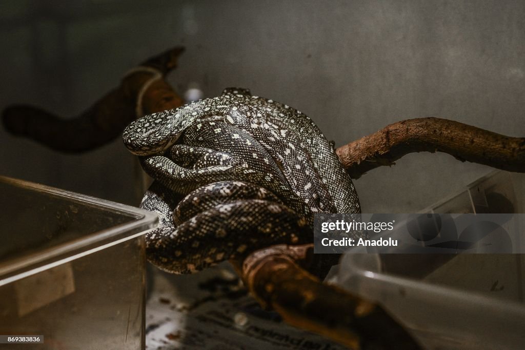 Neven Vrbanic a Croatian snake collector