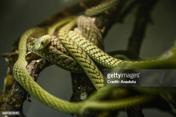 Two West African Green Mamba are seen at Neven Vrbanic snake collection, Zagreb, Croatia on November 02, 2017. Neven Vrbanic is a Croatian snake...