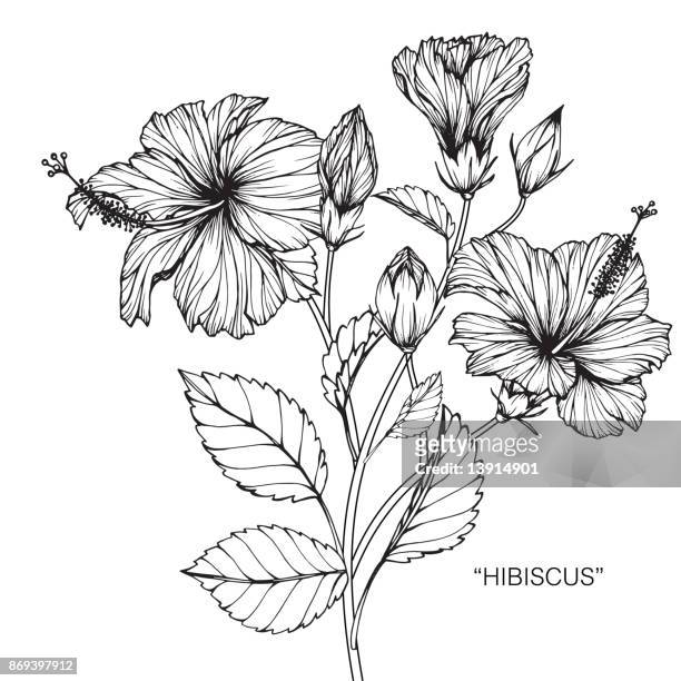 Dibujo De La Flor De Hibisco Ilustración de stock - Getty Images