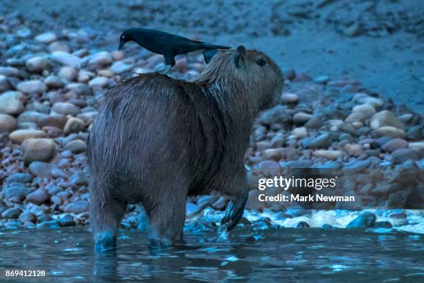 capybara - puerto maldonado fotografías e imágenes de stock