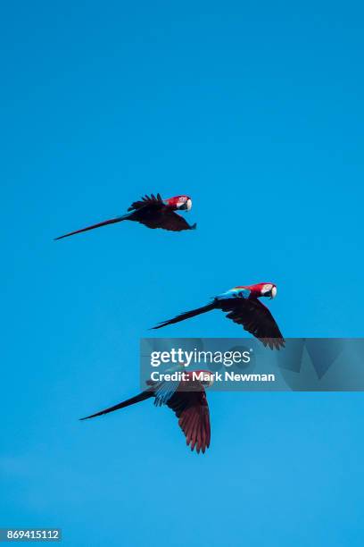scarlet macaw - oiseau tropical photos et images de collection