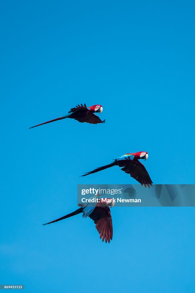 Scarlet Macaw