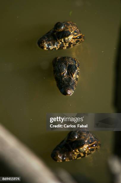 alligator - african dwarf crocodile stock pictures, royalty-free photos & images