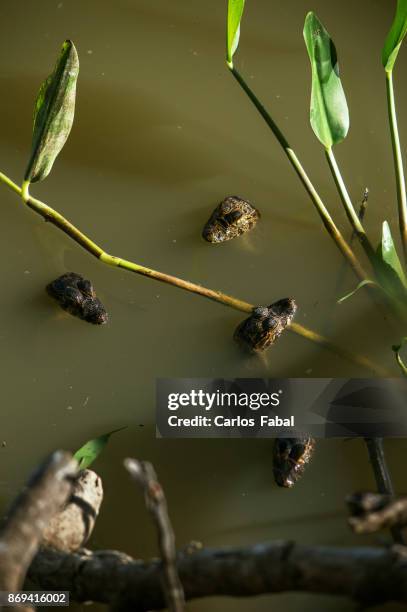 alligator - african dwarf crocodile foto e immagini stock