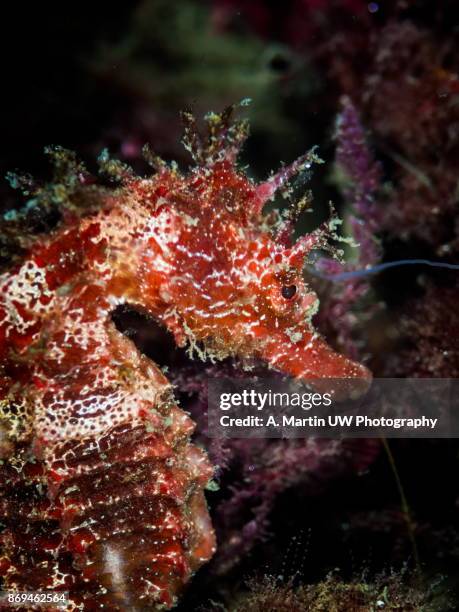 long snouted seahorse - hippocampus ramulosus stock pictures, royalty-free photos & images