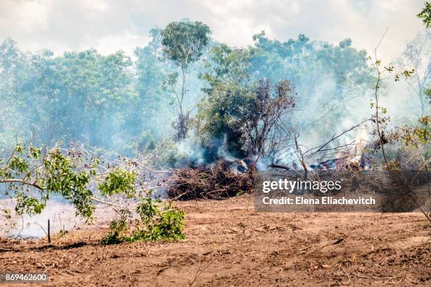 pov jackfruit - slash and burn stockfoto's en -beelden