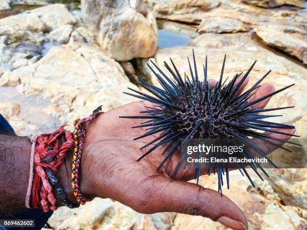 sea urchin in a man's hand, sri lanka - eliachevitch stock pictures, royalty-free photos & images