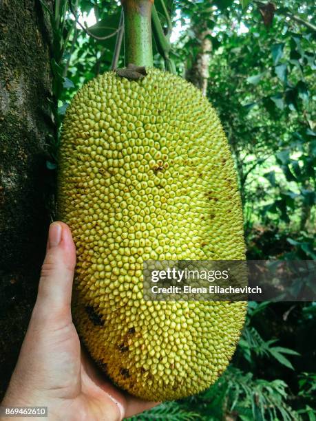 pov jackfruit - eliachevitch stock pictures, royalty-free photos & images