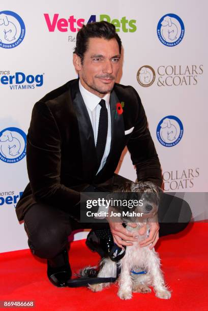 David Gandy attends the Collars and Coats Ball 2017 at Battersea Evolution on November 2, 2017 in London, England.