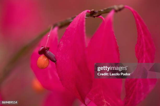 burning bush (euonymus alatus) - burning bush 個照片及圖片檔