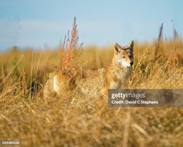 coyote in golden grass - amber stephens stock pictures, royalty-free photos & images