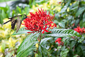 Male Cuban emerald hummingbird(Chlorostilbon ricordii) hovering on red flowers