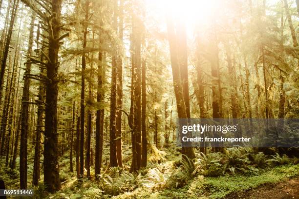 hoh rainforest in the washington state - hoh rainforest stock pictures, royalty-free photos & images