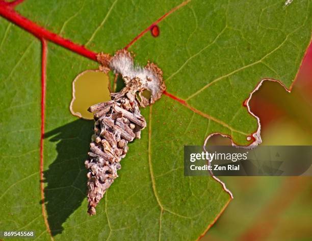 a single bagworm moth case (cocoon) attached to a tree -psychidae or case moth - bagworm moth 個照片及圖片檔