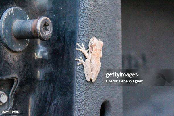 cuban tree frog on side of car - froschkönig stock-fotos und bilder